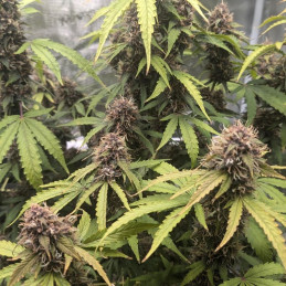 Purplematic CBD