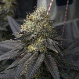 Royal Cookies