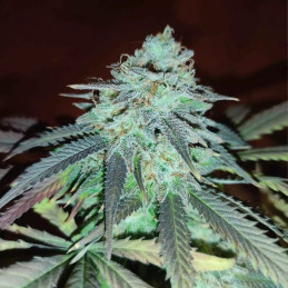 Skunk XL