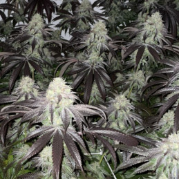 California Kush