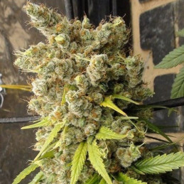 Super Malawi Haze