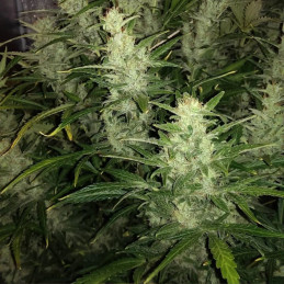 Auto Biodiesel Mass