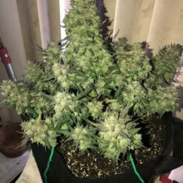 Auto Black Diesel