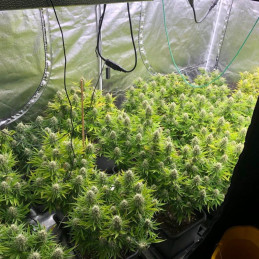 Auto Pineapple Glue