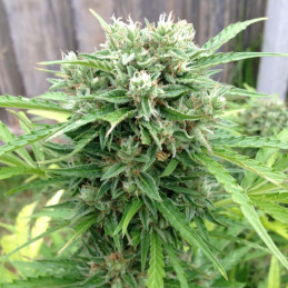 Auto Somango