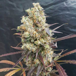 Black Diesel