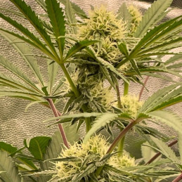 Pineapple Glue