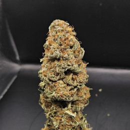 Amnesia Flash Auto
