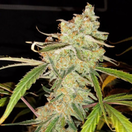 Auto Lemongrass