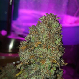 Banana Kush Auto