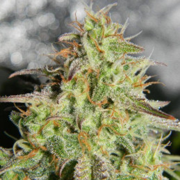 Fat Monkey Auto