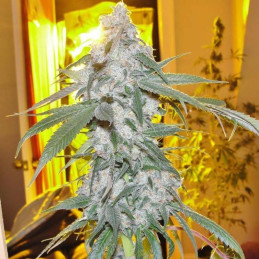 Gelato Dream