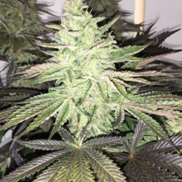 Haze Queen
