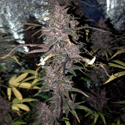 Purple Domina Auto