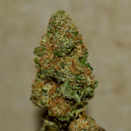 Strawberry Tree