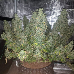 True Gold OG