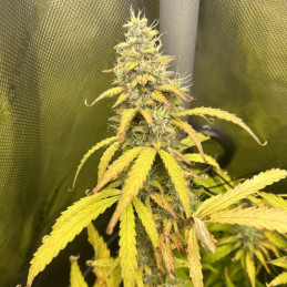 Dos Si Dos Auto