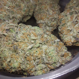 Dr Grinspoon