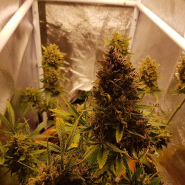 Glue Gelato Auto