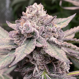 Liberty Haze
