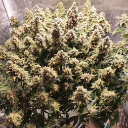 Malana Bomb Auto