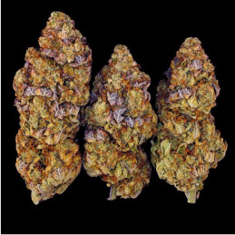 Mimosa Evo