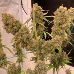 Moby Dick Auto