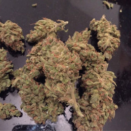 Tangerine Dream