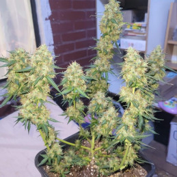 Auto AK47