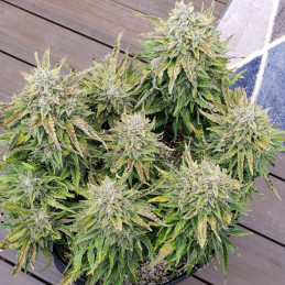Bubba Kush Auto