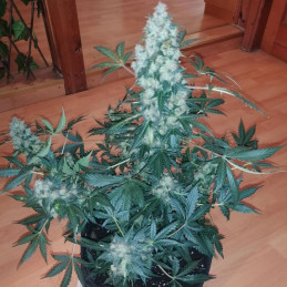 Chronic Auto