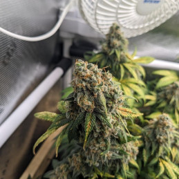 Crystal Meth Auto