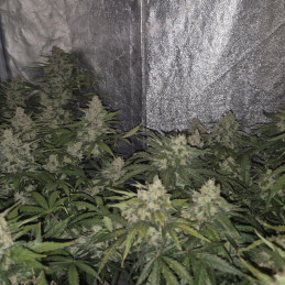 Jack Diesel Auto