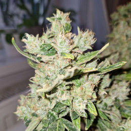 Lemon Skunk Auto