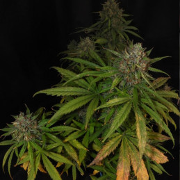 Lemon Zkittlez Auto
