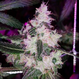 Auto Mandarin Haze
