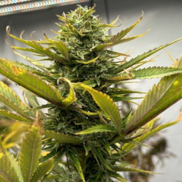 West Coast O.G Auto