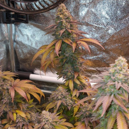 Auto Blueberry Berry