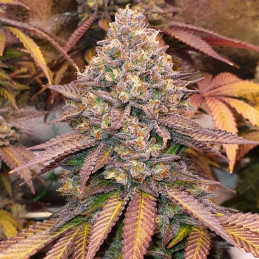 Auto Gelato Samba