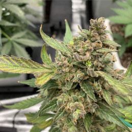 Auto Psychedelic