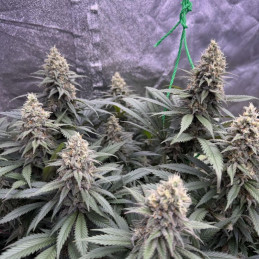 Auto Special Skunk