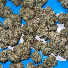 Auto Blue Ace CBD