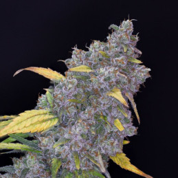 Auto Dark Purple