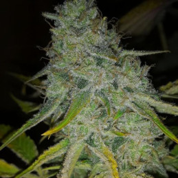 Deep Mandarine CBD