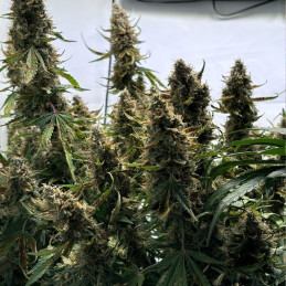 Auto CBD-Victory