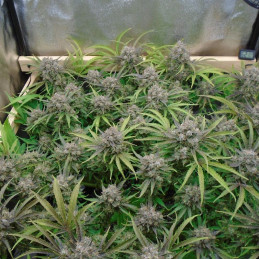 Banana Blaze