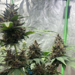Purple 1