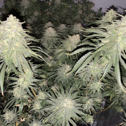 Strawberry Cookies
