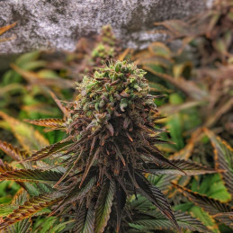 THC-Victory