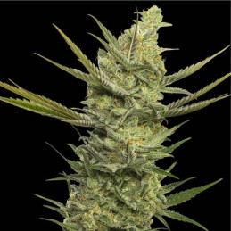 Gipsy Haze